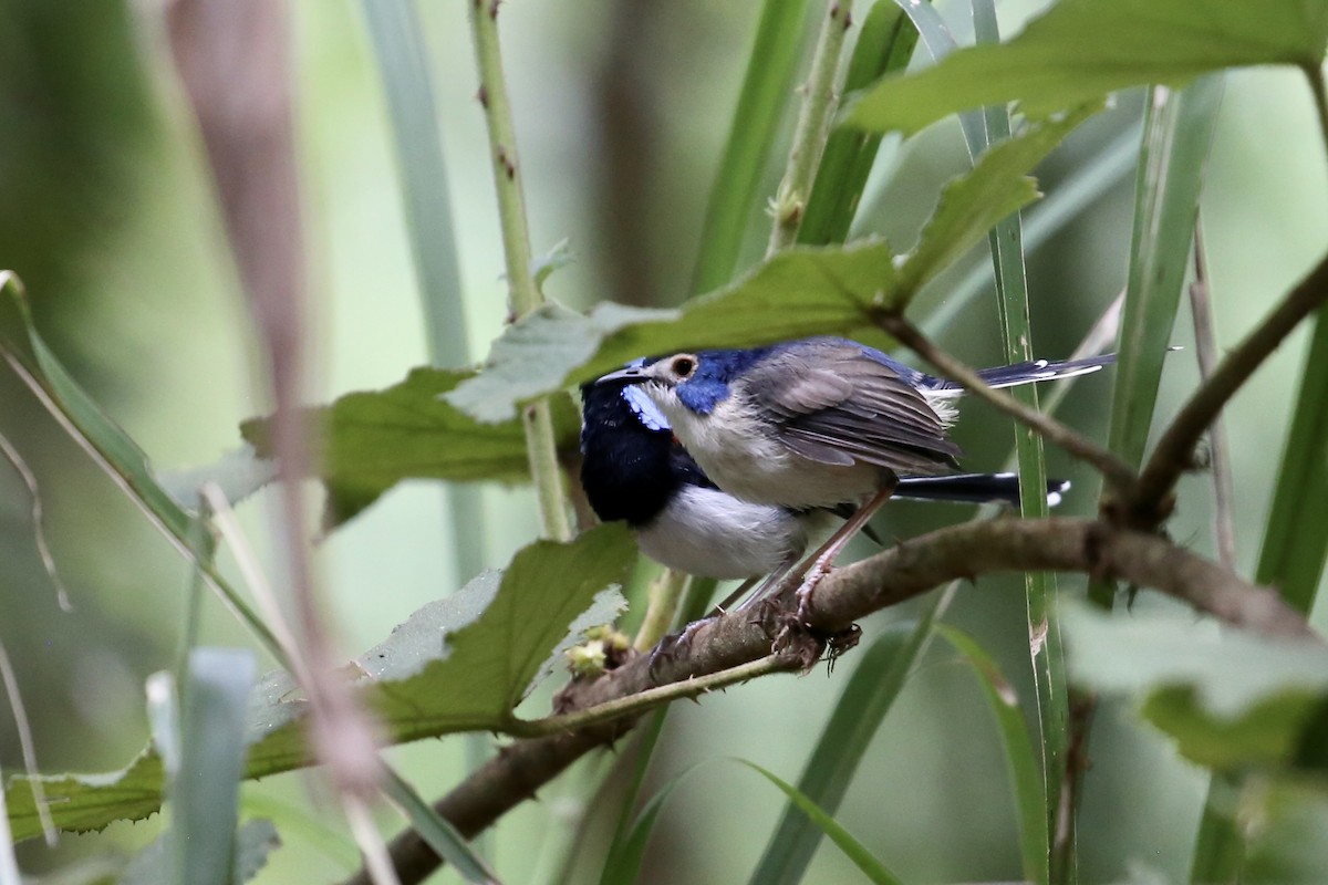 Lovely Fairywren - ML637548303