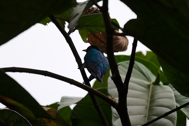 Asian Emerald Cuckoo - ML637548333
