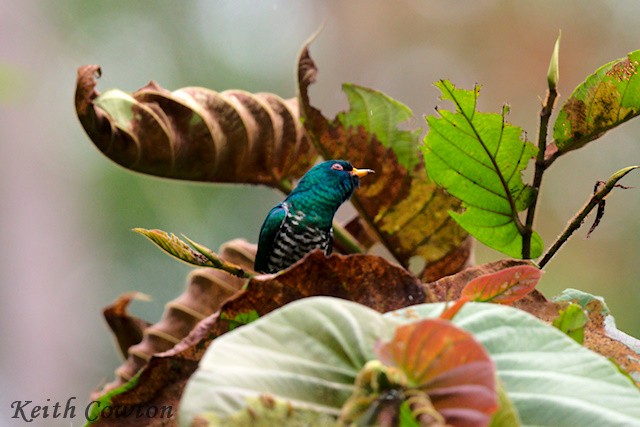 Asian Emerald Cuckoo - ML637548335