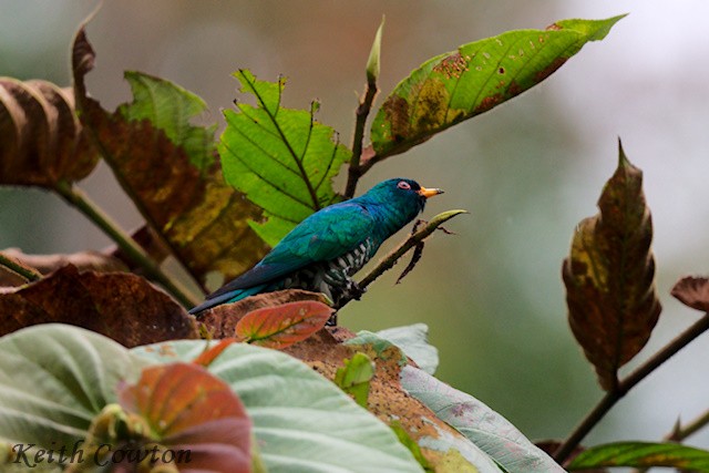 Asian Emerald Cuckoo - ML637548336