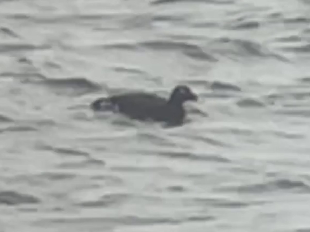White-winged Scoter - ML637548340