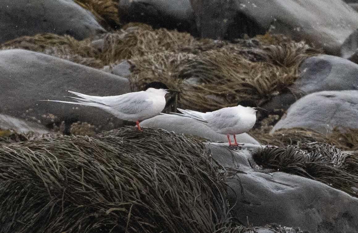 Roseate Tern - ML637548351