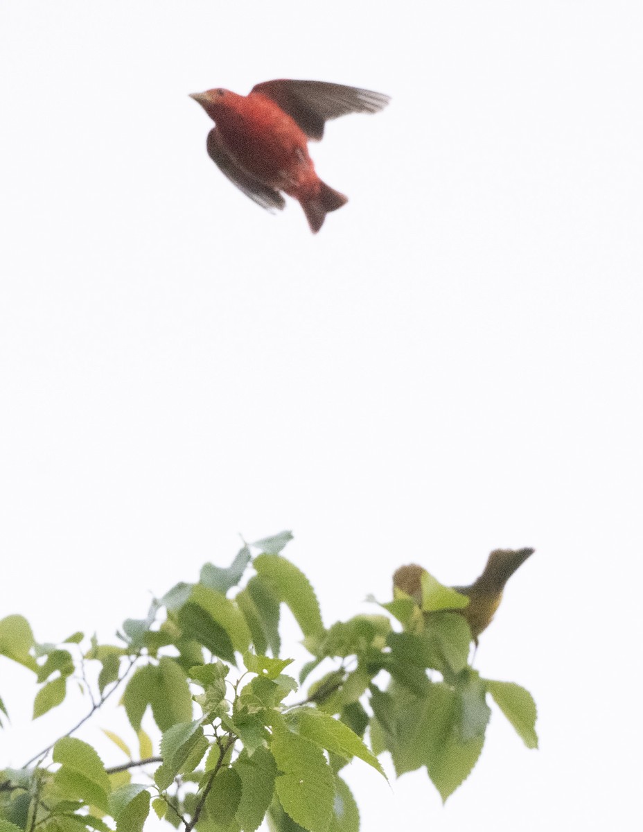 Piranga Roja - ML637548376