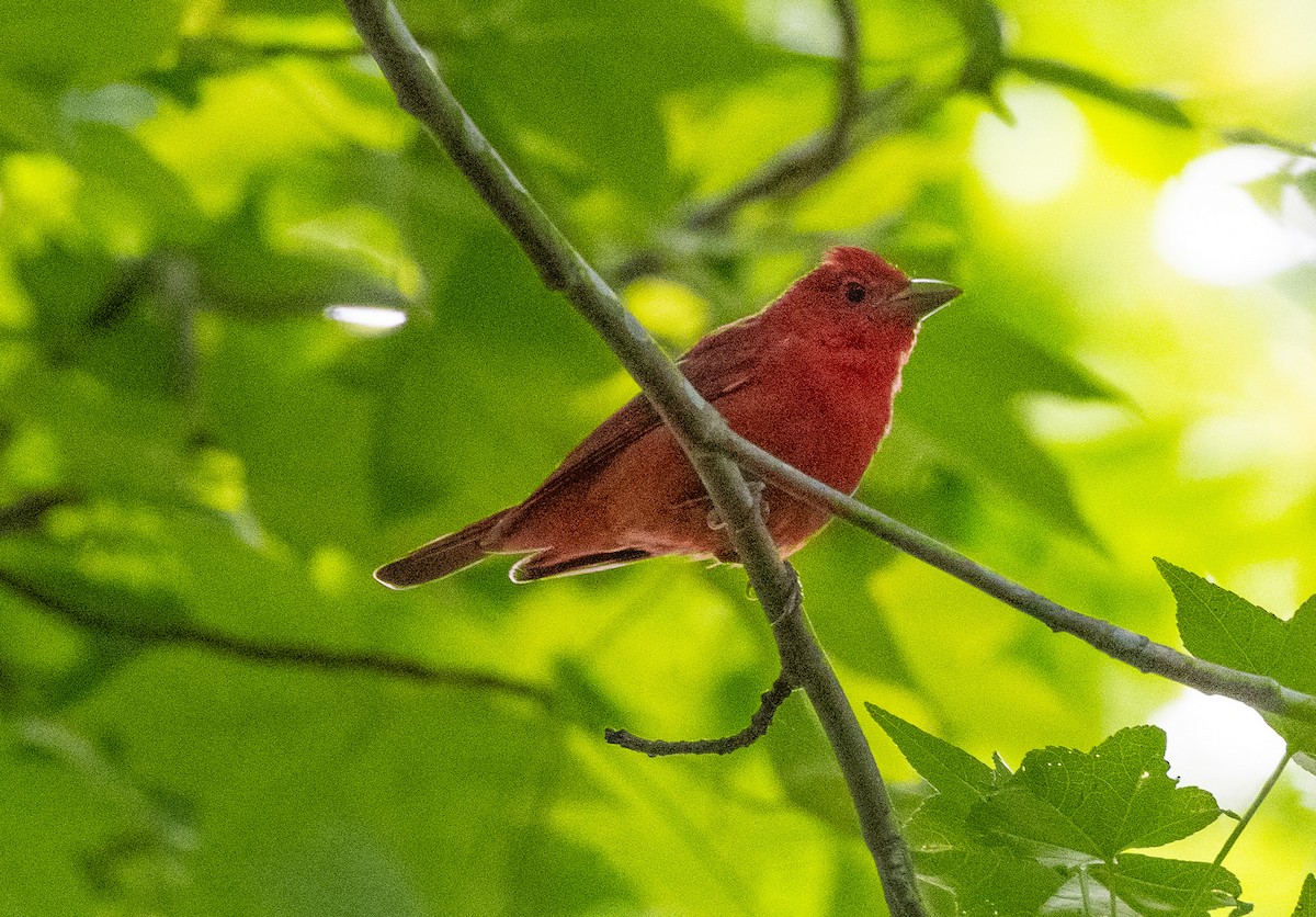 Piranga Roja - ML637548377