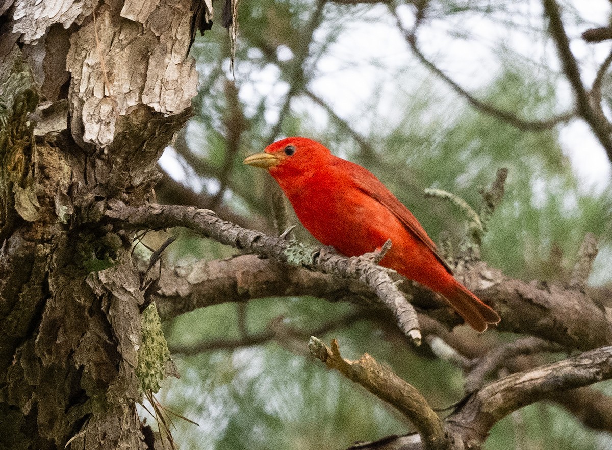 Piranga Roja - ML637548379