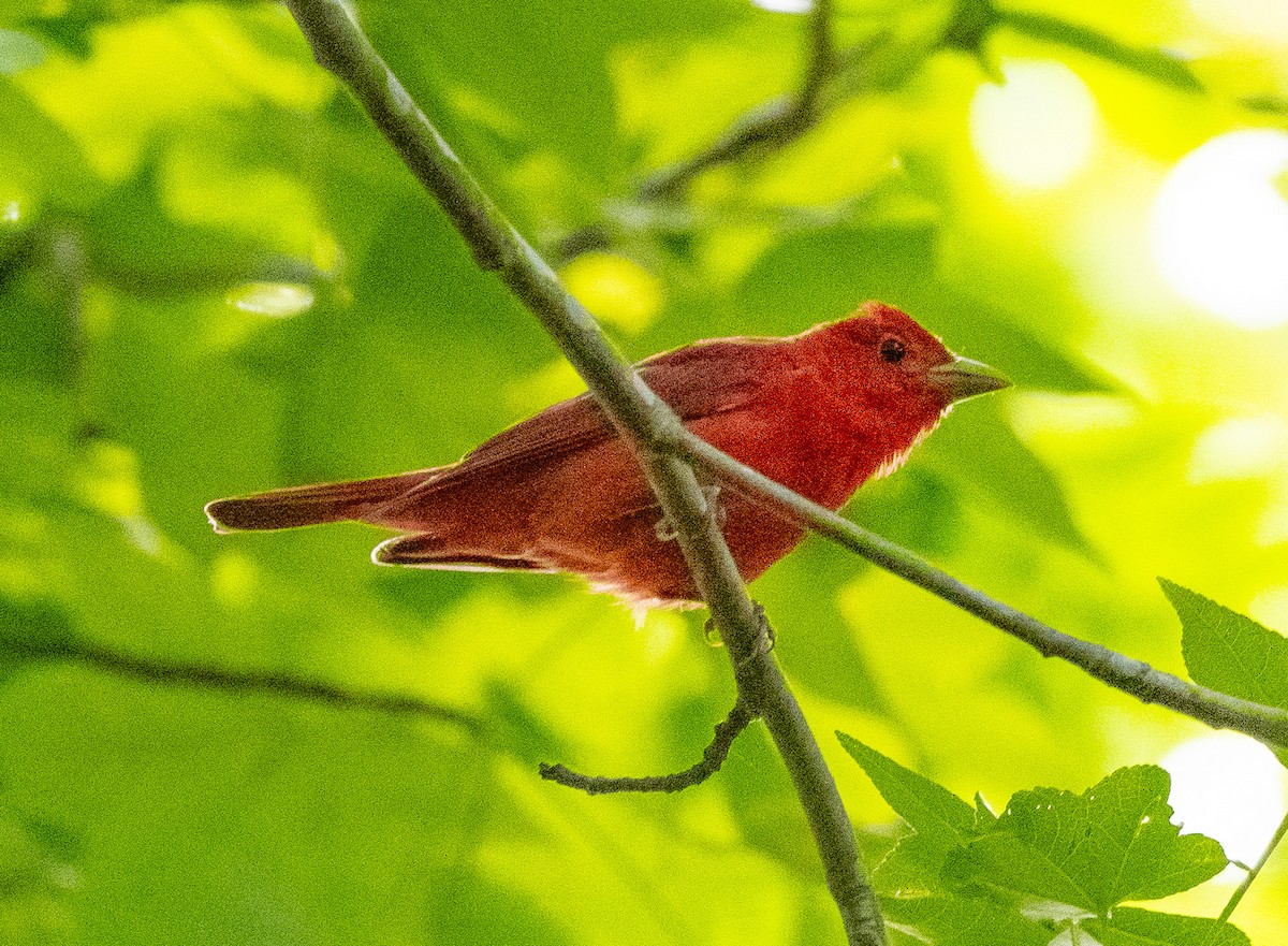 Piranga Roja - ML637548380