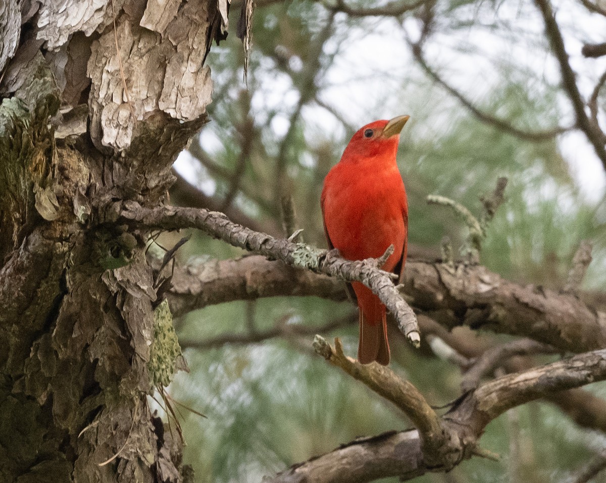 Piranga Roja - ML637548381
