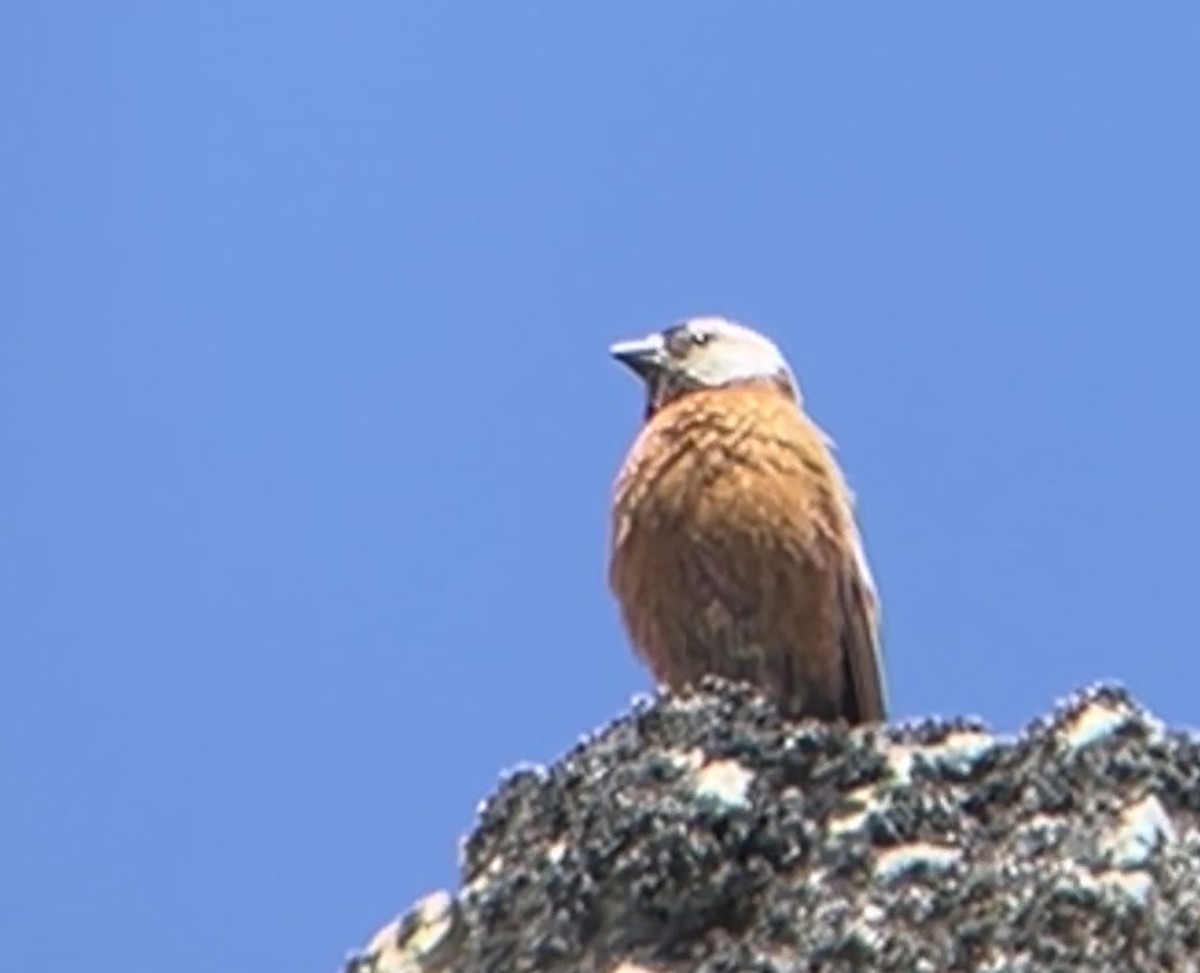 Gray-crowned Rosy-Finch (Hepburn's) - ML637548386