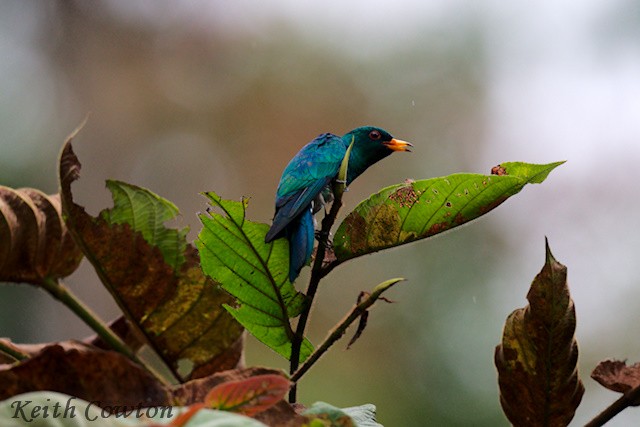 Asian Emerald Cuckoo - ML637548389