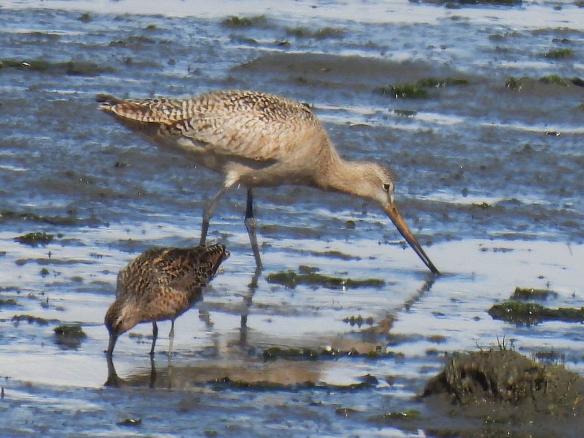 Marbled Godwit - ML637548469