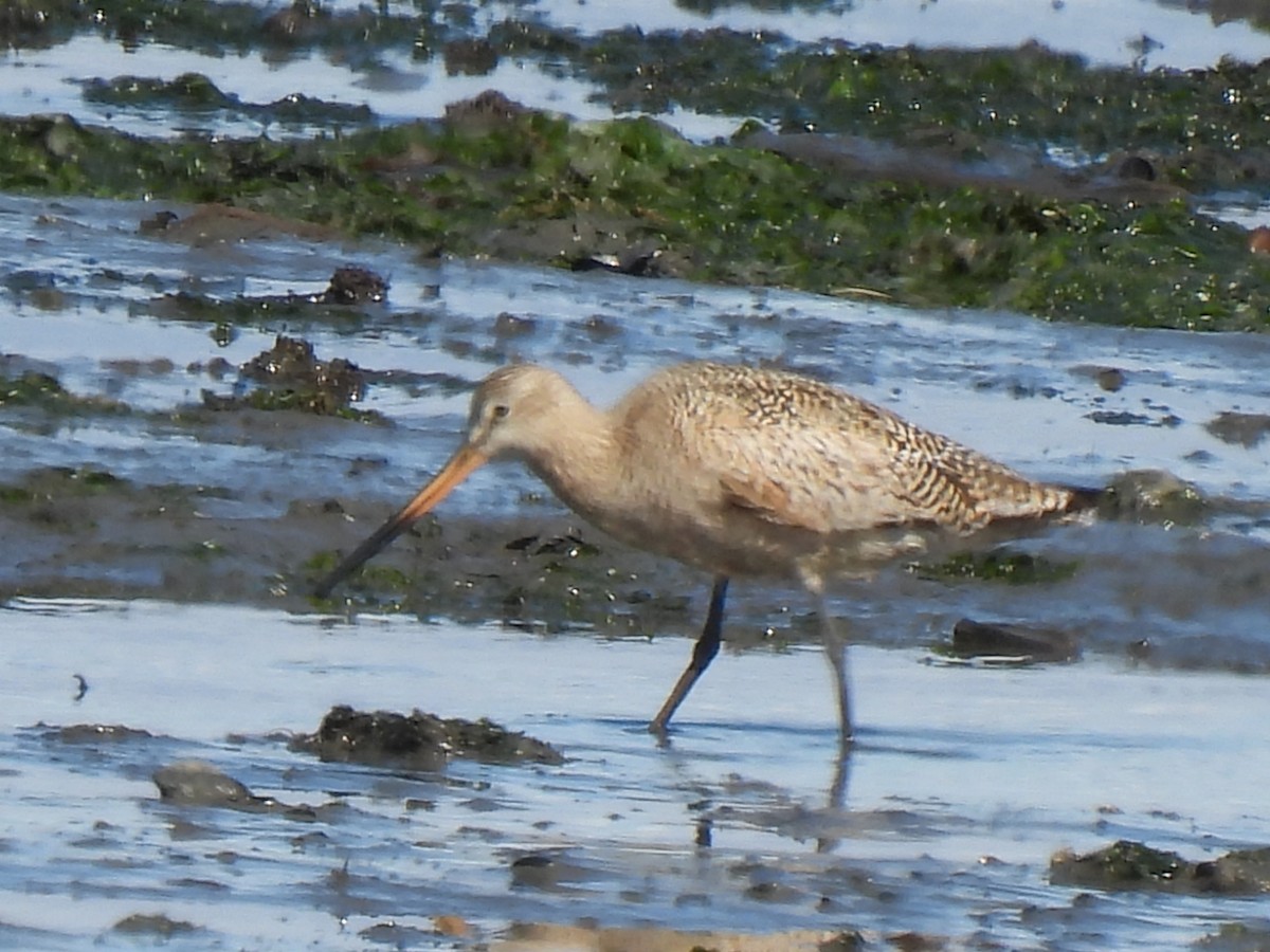 Marbled Godwit - ML637548470