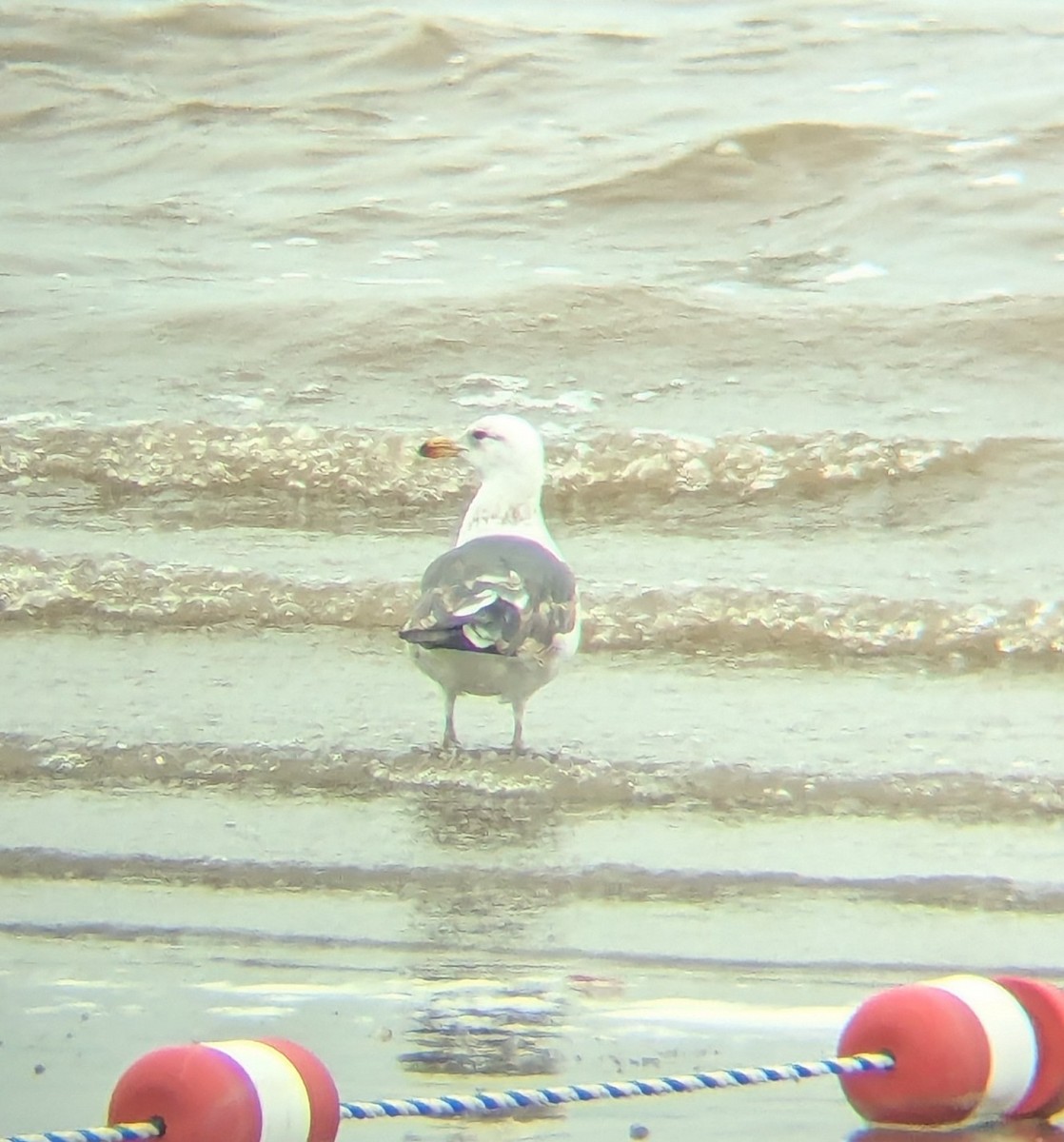 Lesser Black-backed Gull - ML637548475
