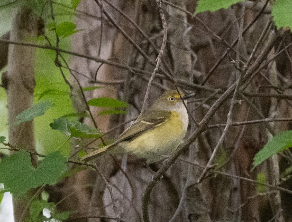 Vireo Ojiblanco - ML637548477