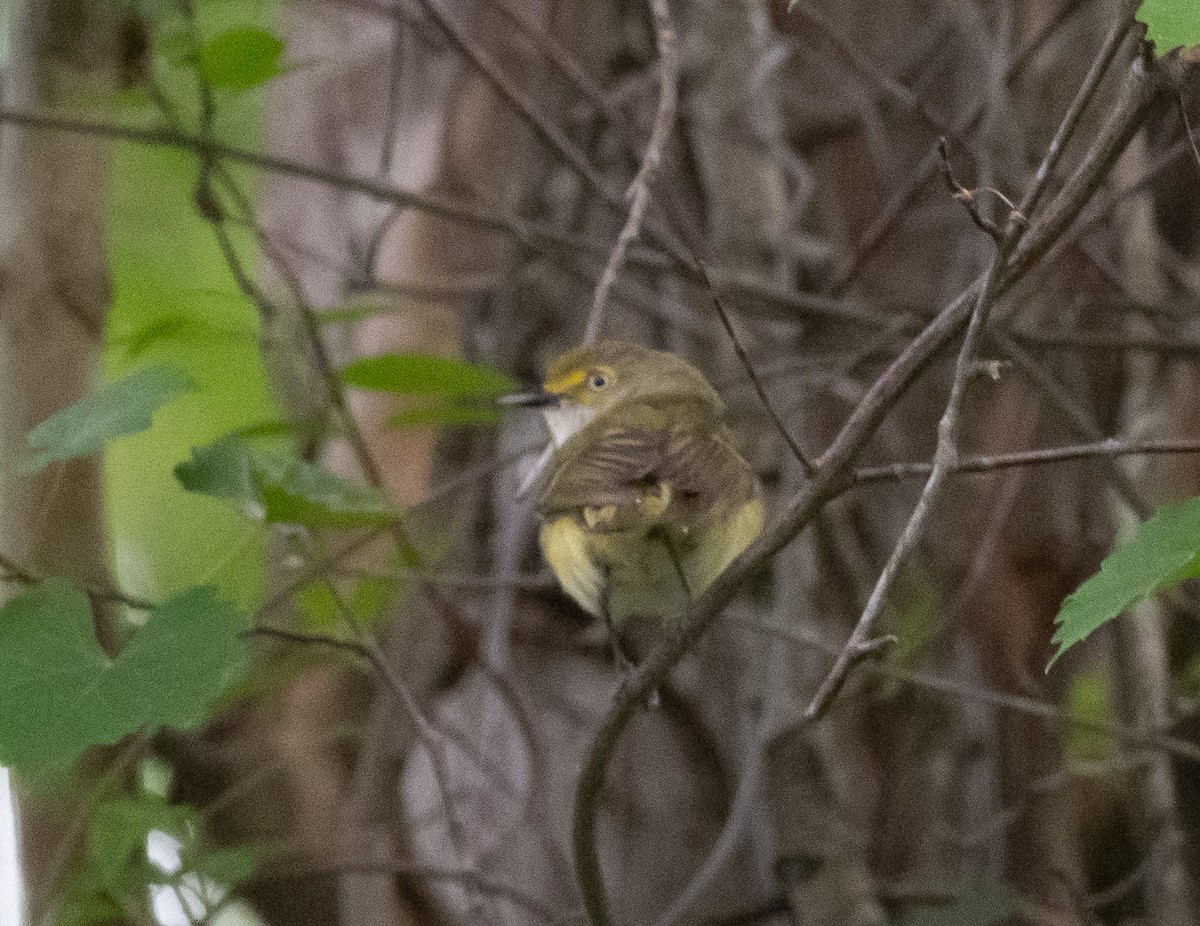 Vireo Ojiblanco - ML637548478
