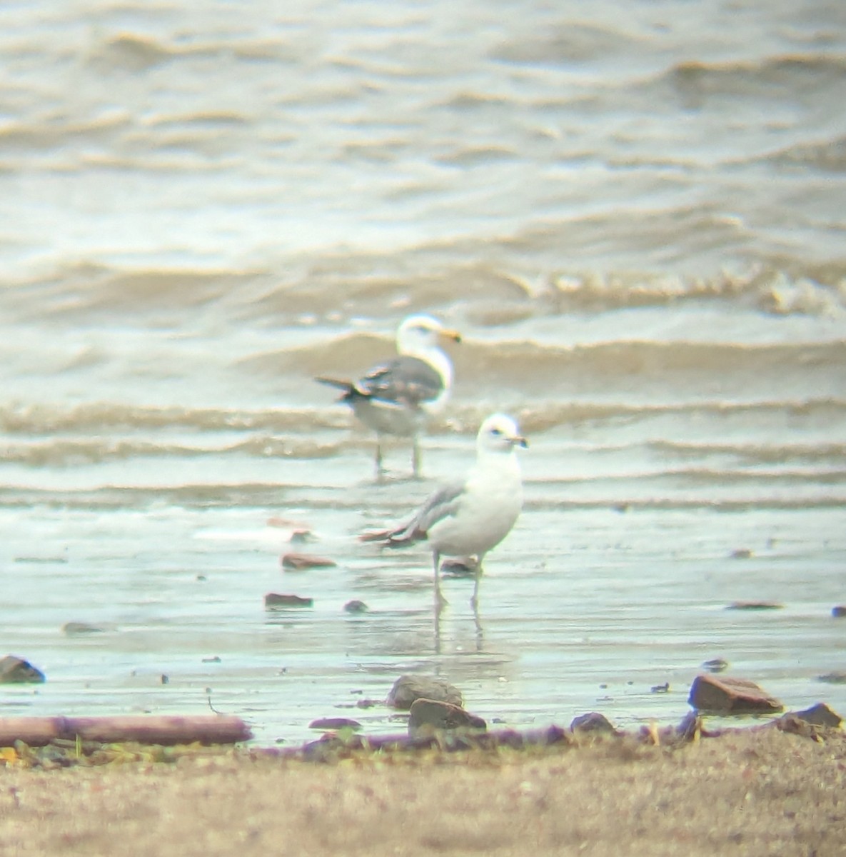 Lesser Black-backed Gull - ML637548481