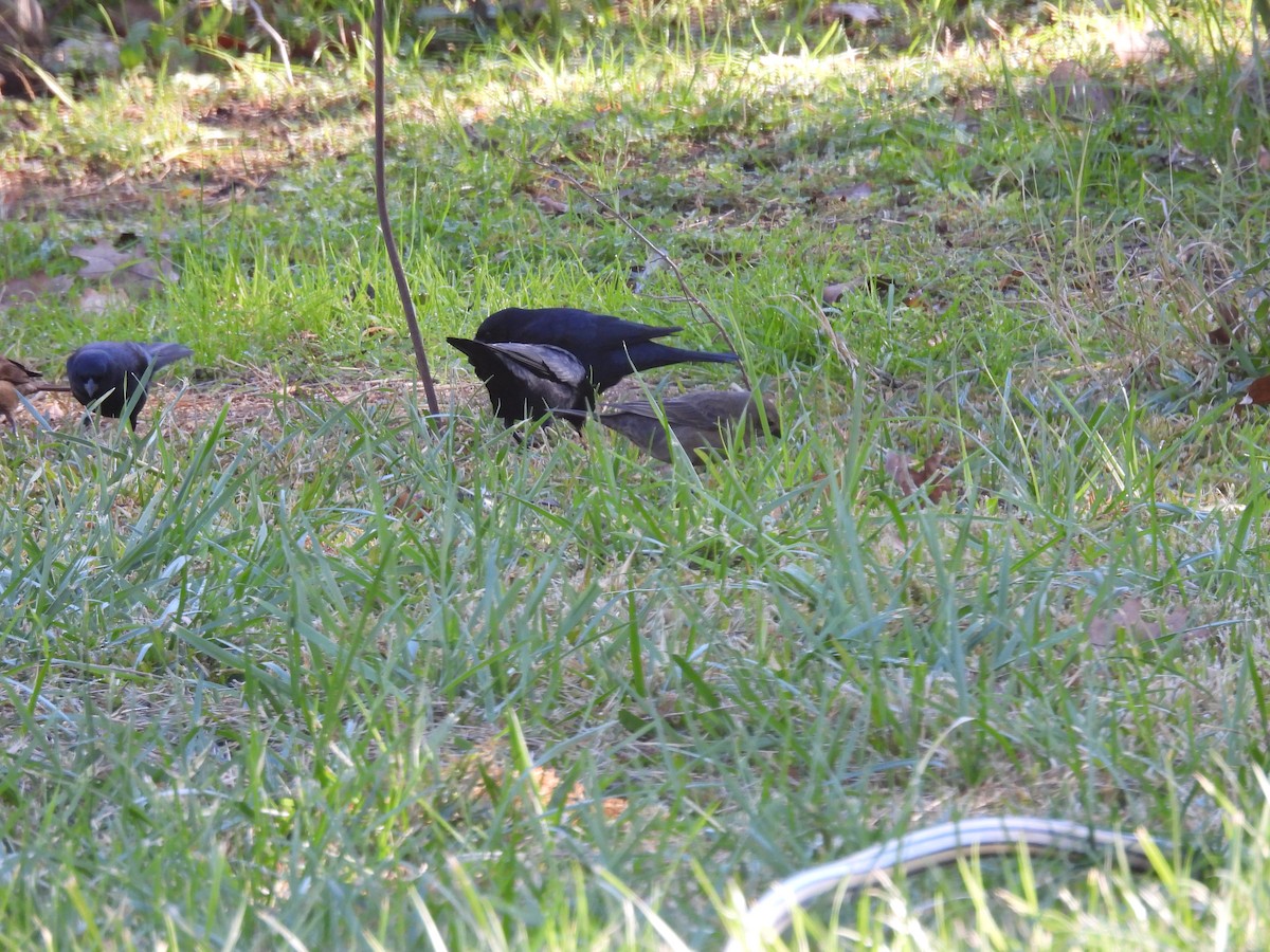 Shiny Cowbird - ML637548504