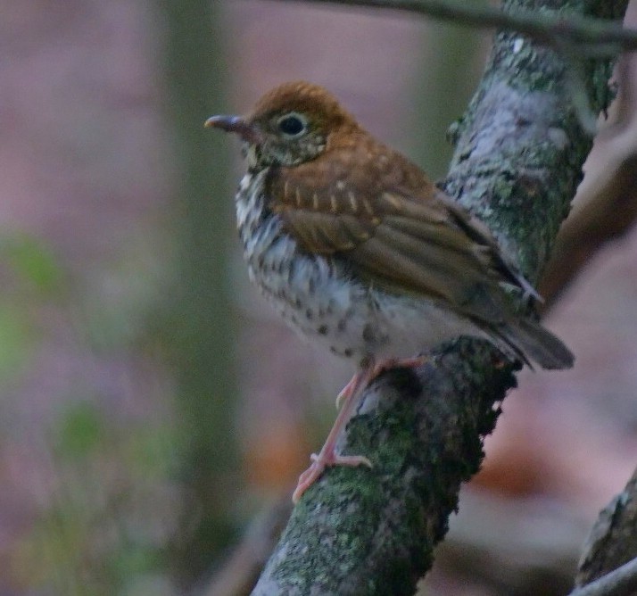 Wood Thrush - ML637548614