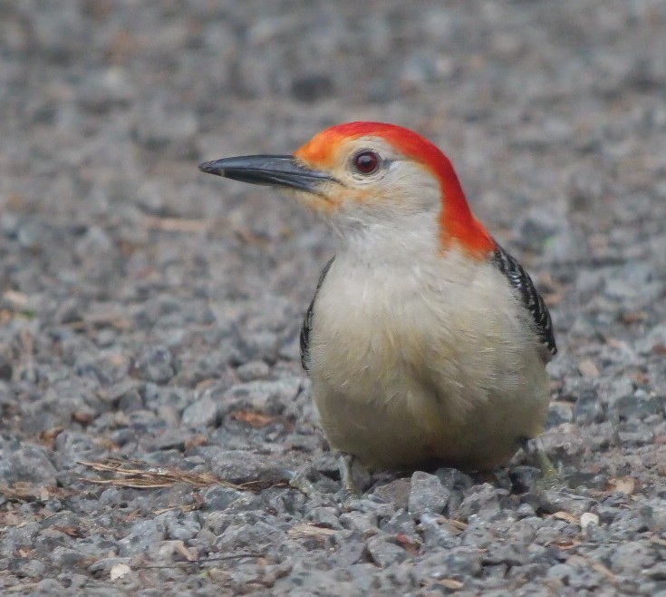 Red-bellied Woodpecker - ML637548634