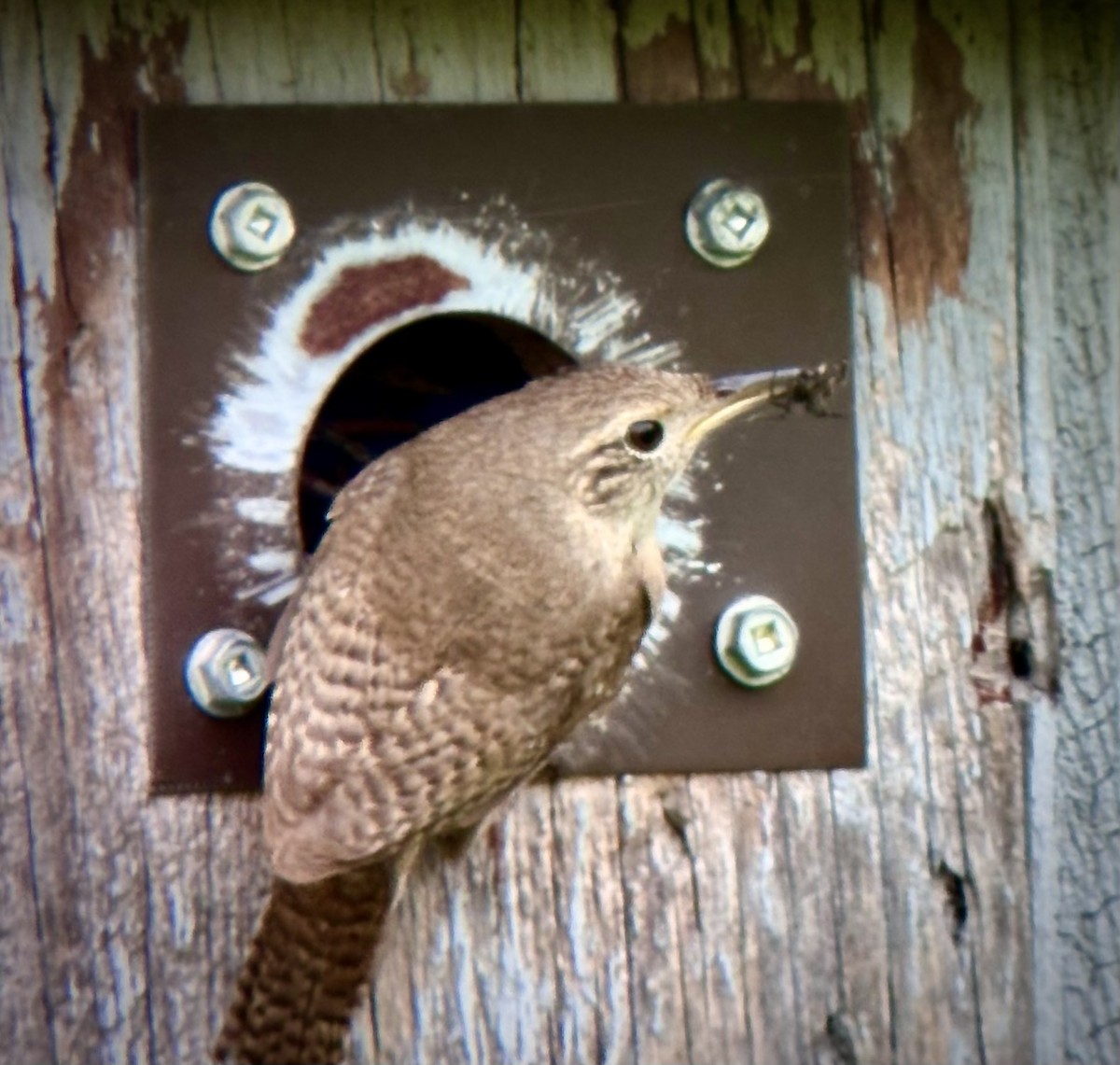 Northern House Wren - ML637548686