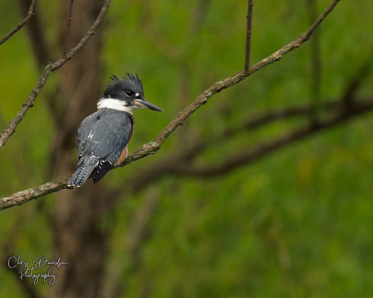 Belted Kingfisher - ML637548704