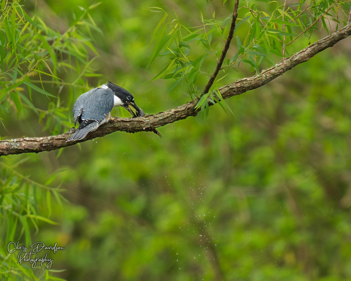 Belted Kingfisher - ML637548706