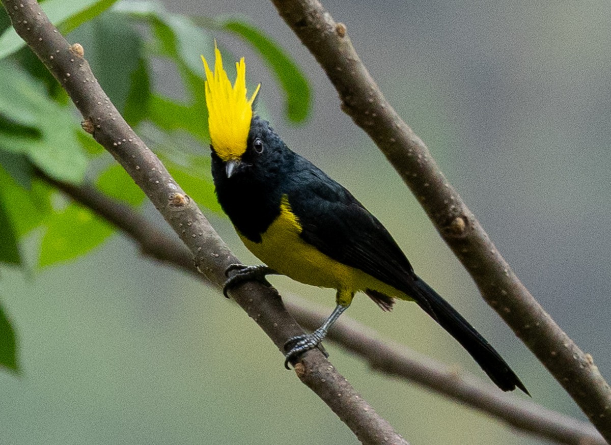 Sultan Tit - ML637548723