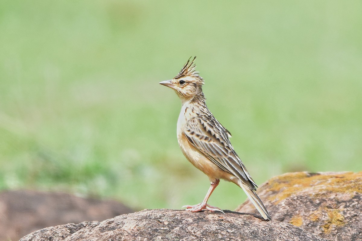 Tawny Lark - ML637548740