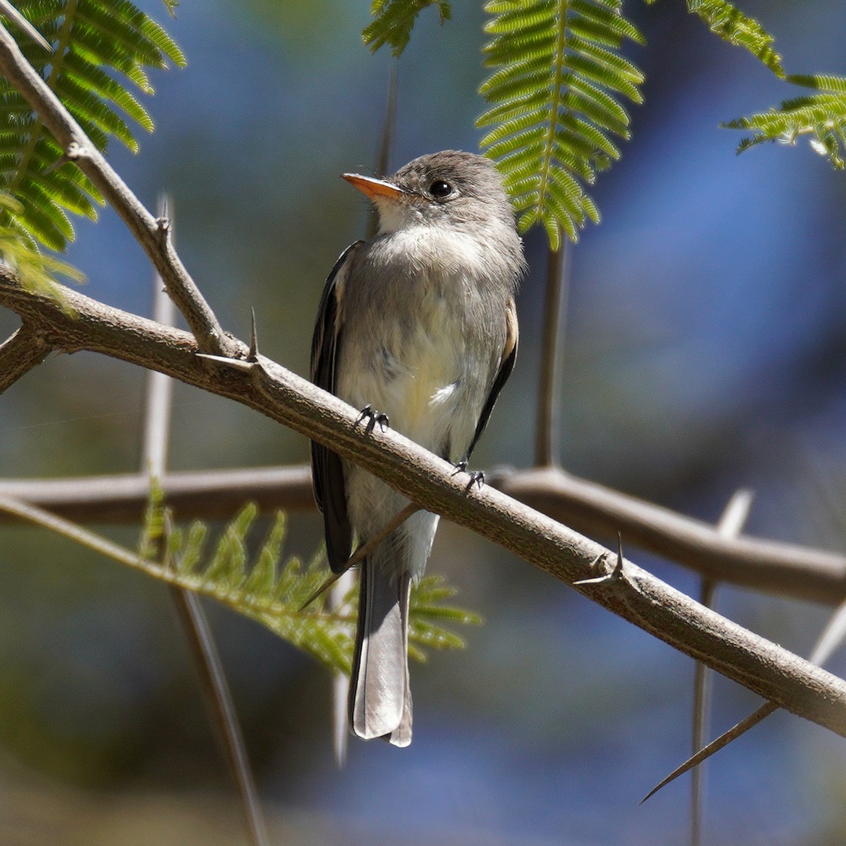 Tumbes Pewee - ML637548743