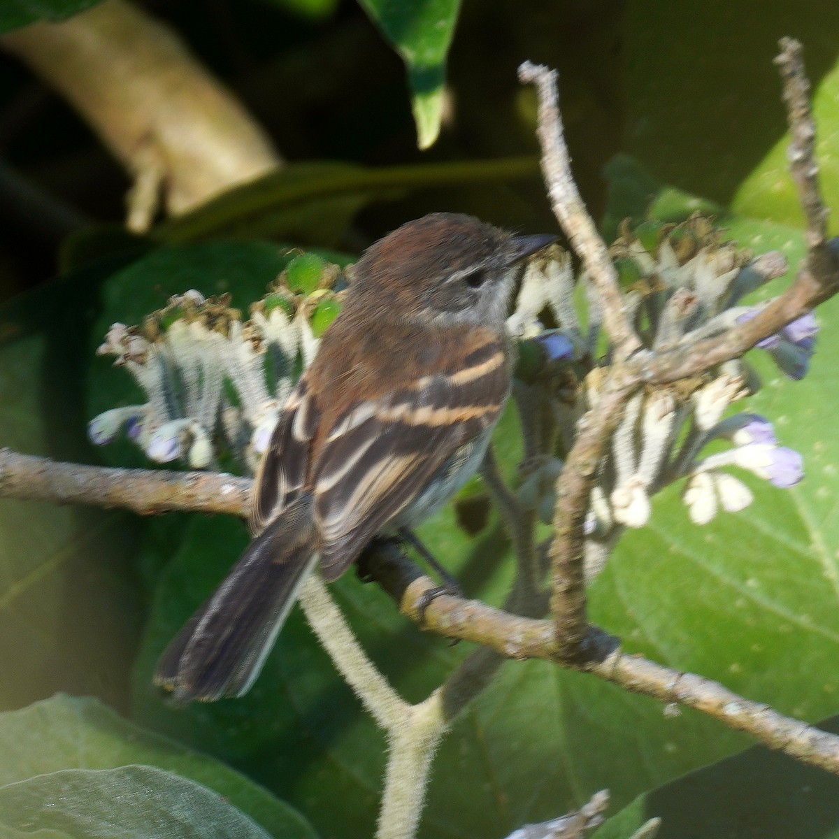 Mouse-gray Flycatcher - ML637548760