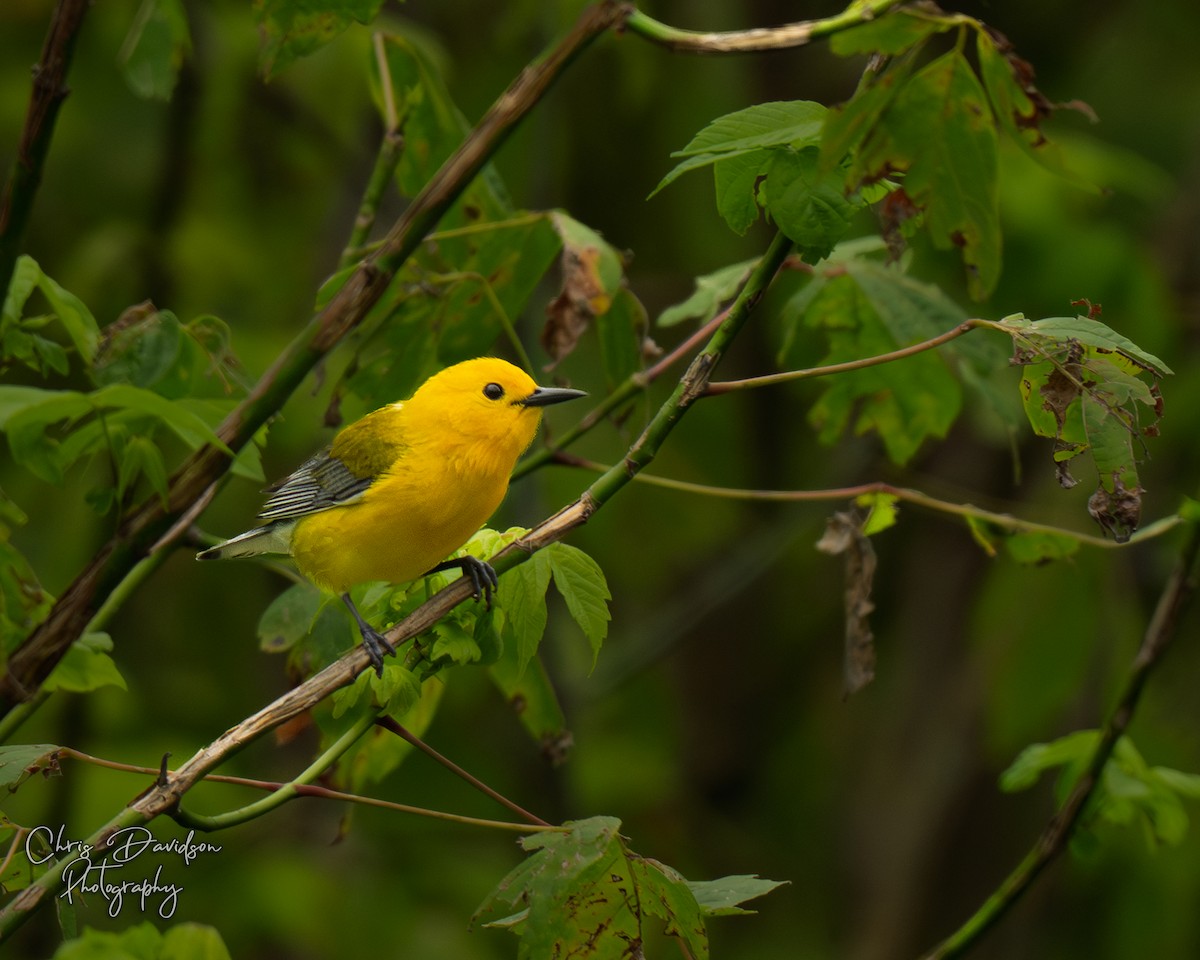 Prothonotary Warbler - ML637548799