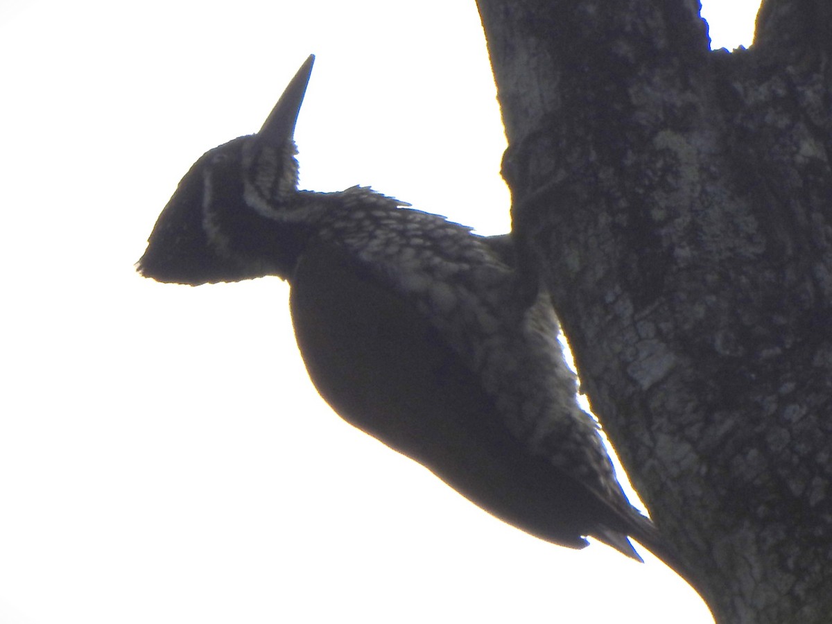 Malabar Flameback - ML637548831
