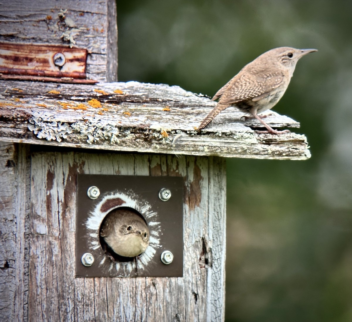 Northern House Wren - ML637548832