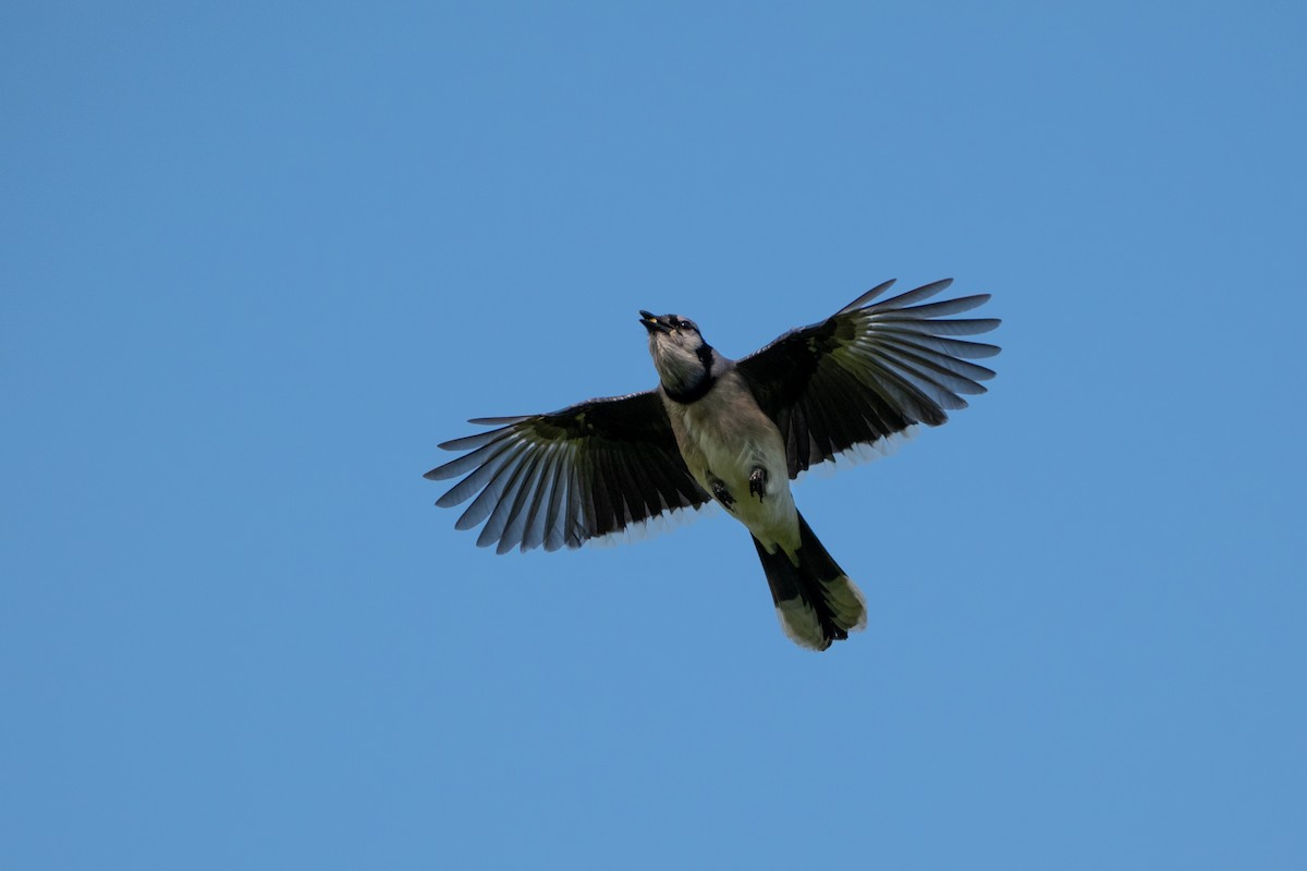 Blue Jay - ML637548833