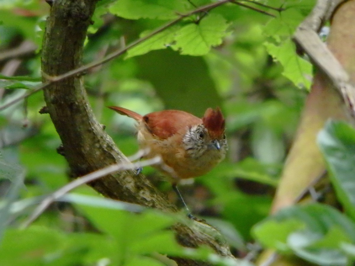 Barred Antshrike - ML637548839