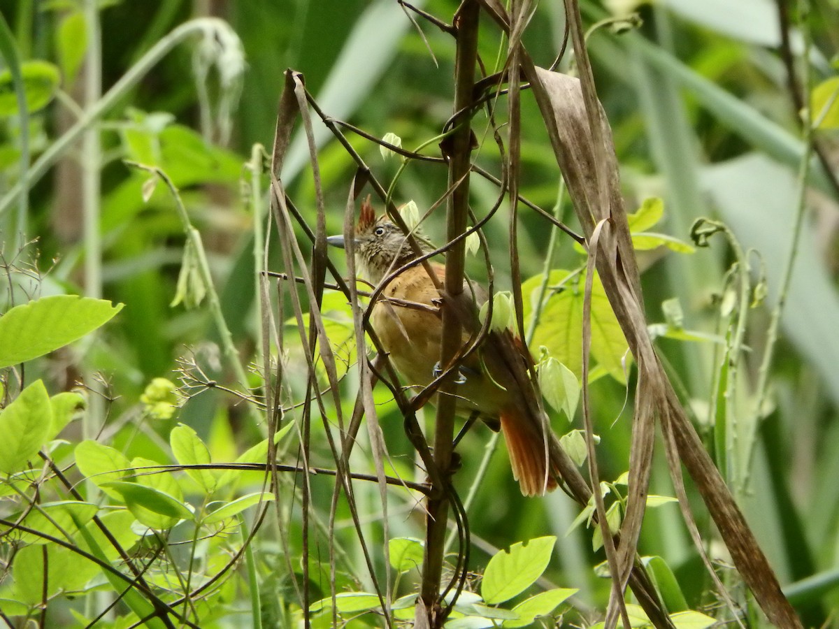 Barred Antshrike - ML637548844