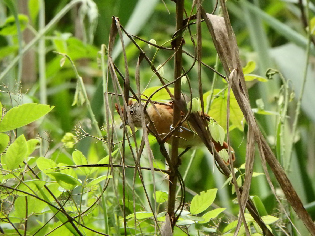 Barred Antshrike - ML637548846