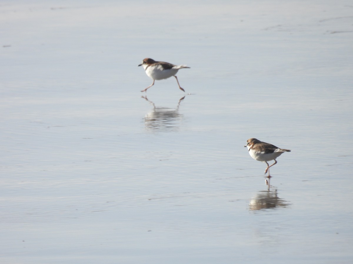 Collared Plover - ML637548906