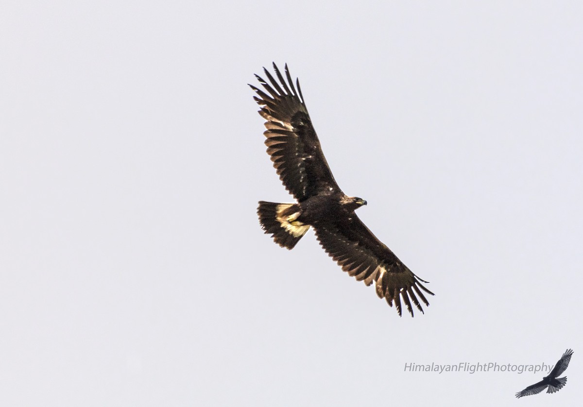 Golden Eagle - ML637548930