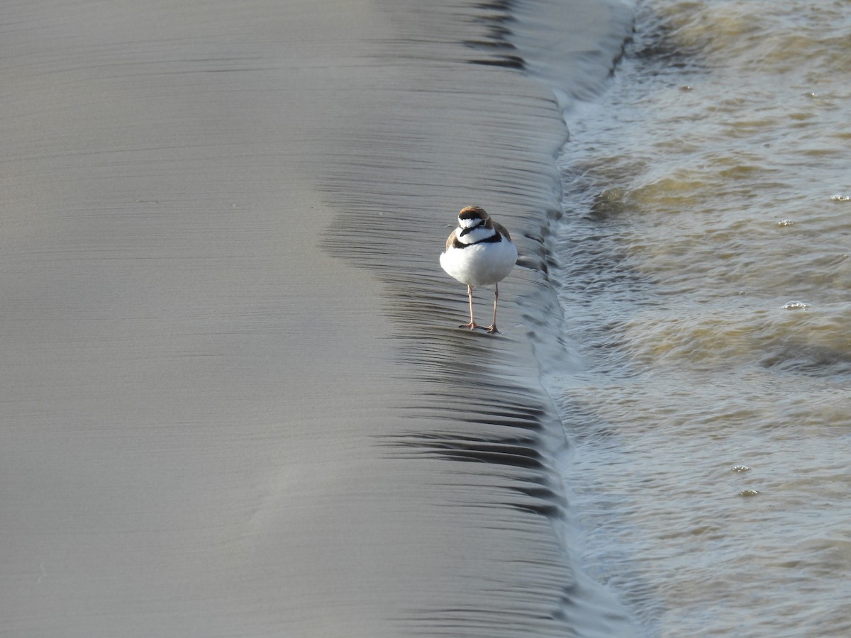Collared Plover - ML637548939