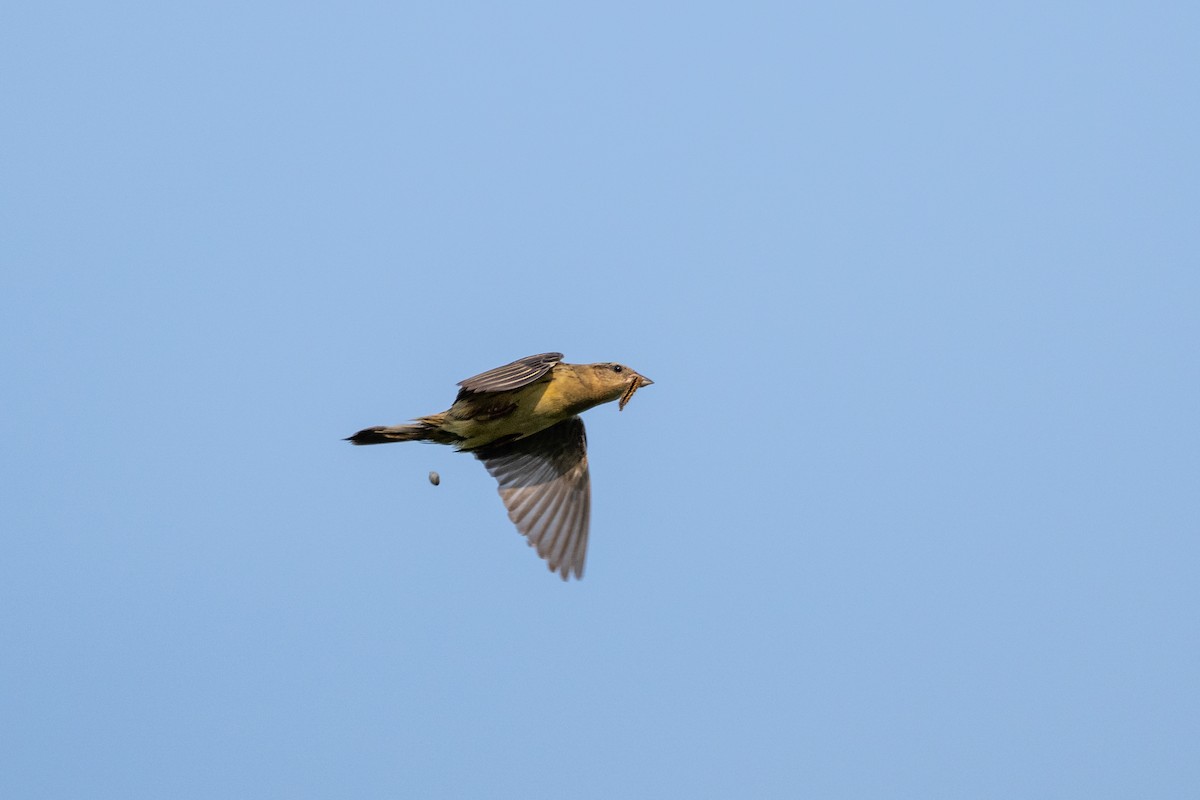 Bobolink - ML637548949