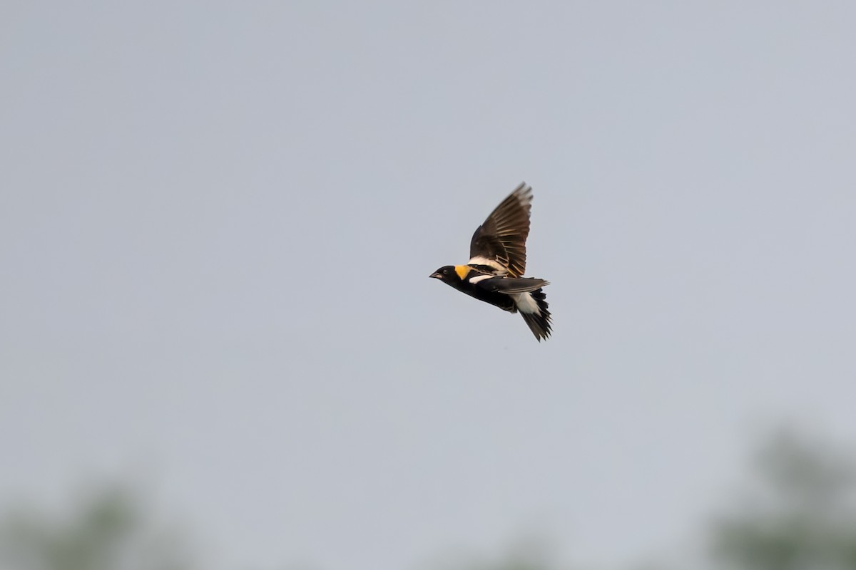 Bobolink - ML637548950