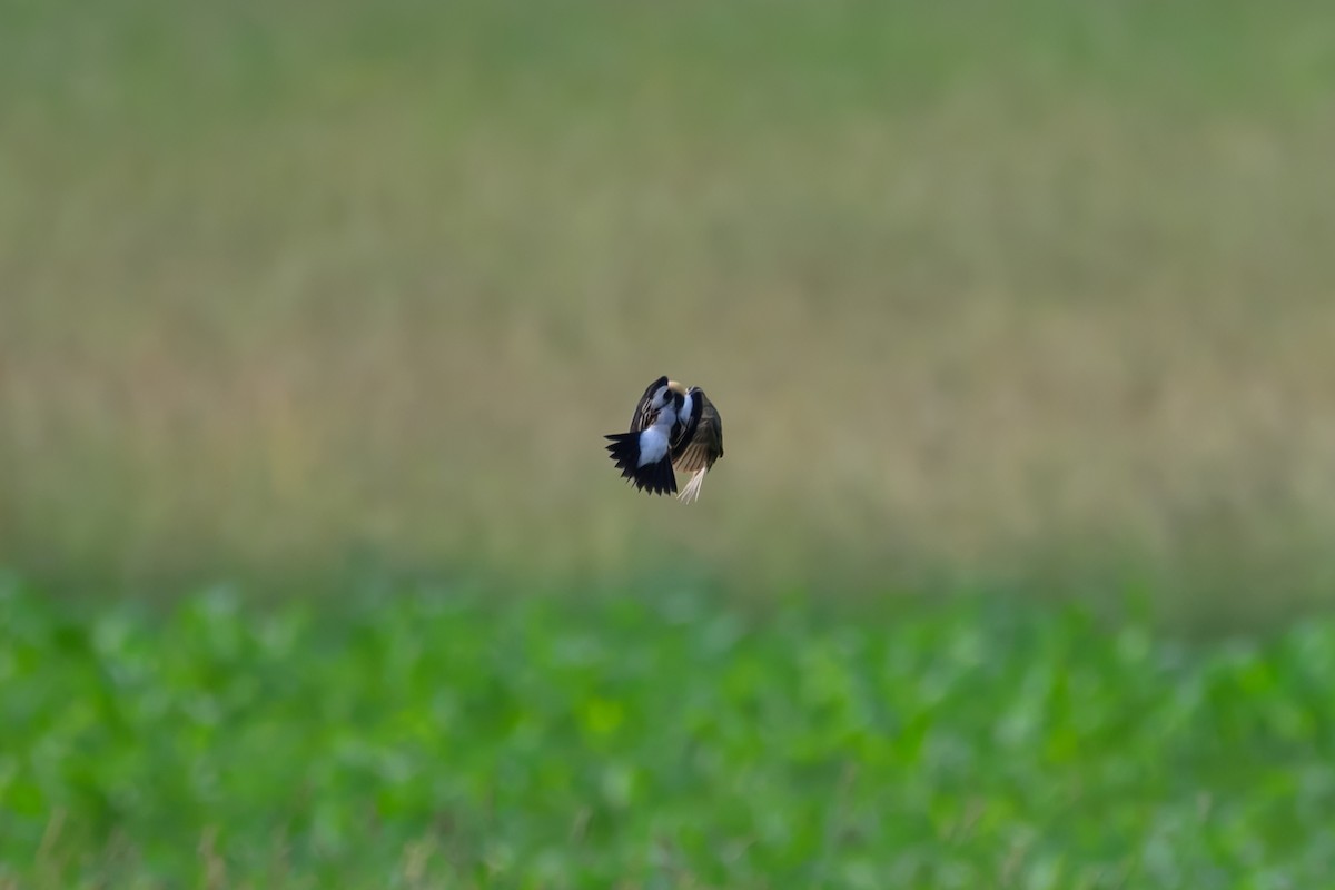 Bobolink - ML637548965