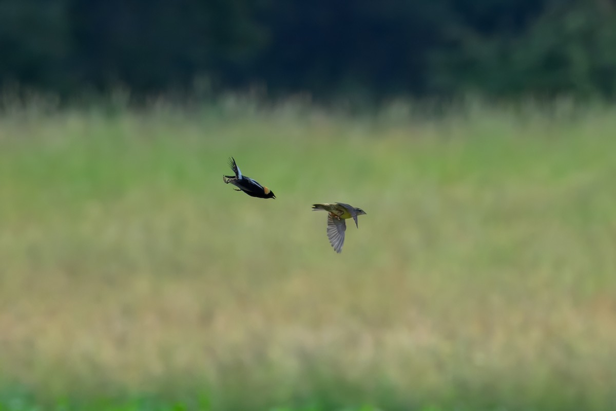 Bobolink - ML637548970