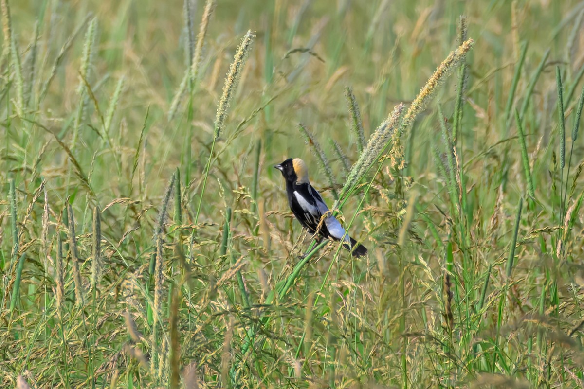 Bobolink - ML637548978