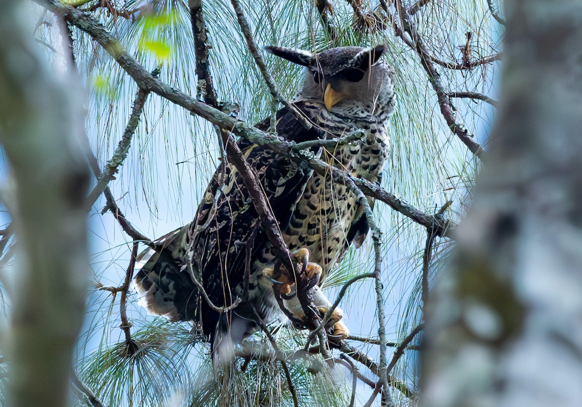 Spot-bellied Eagle-Owl - ML637549030