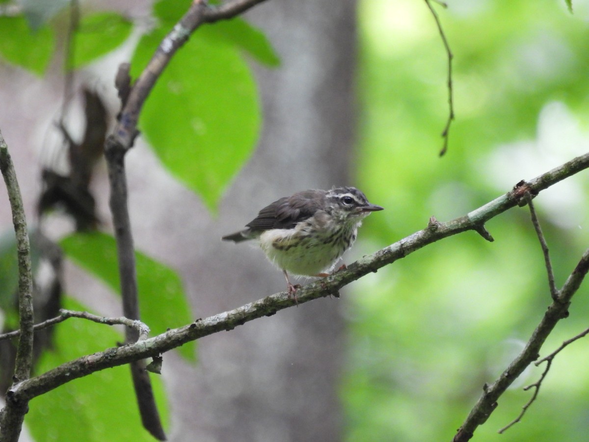 Louisiana Waterthrush - ML637549044