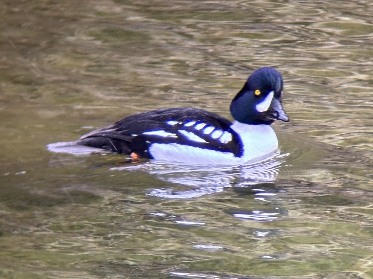 Barrow's Goldeneye - ML637549062
