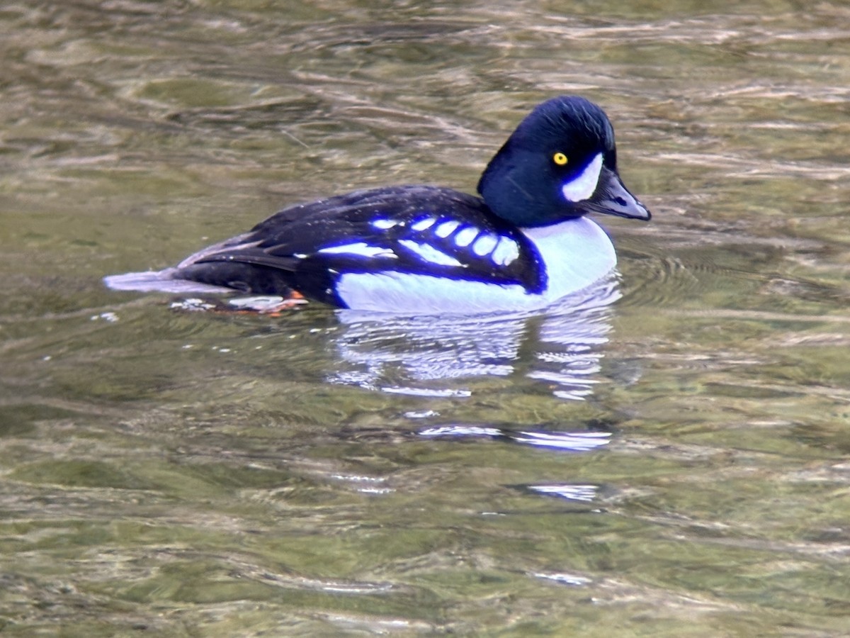 Barrow's Goldeneye - ML637549063