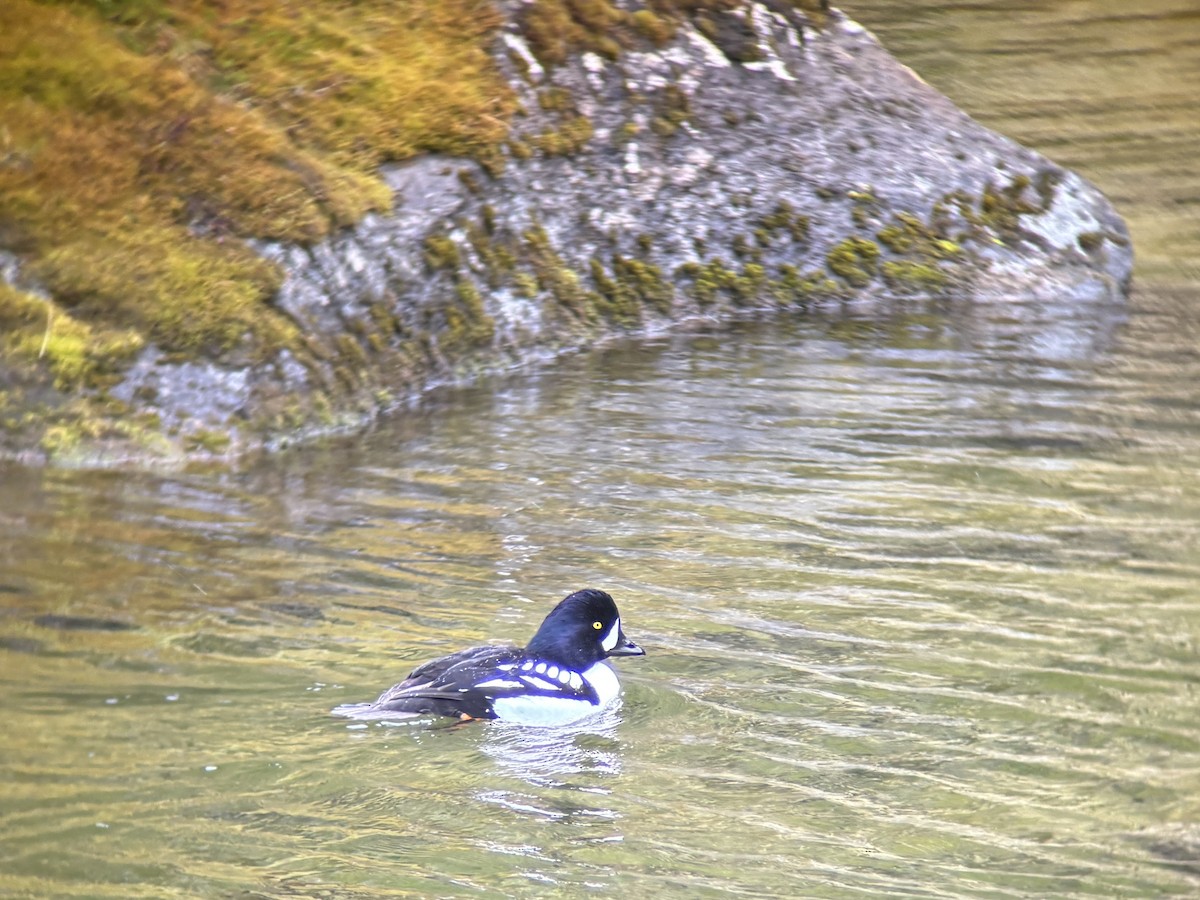 Barrow's Goldeneye - ML637549064