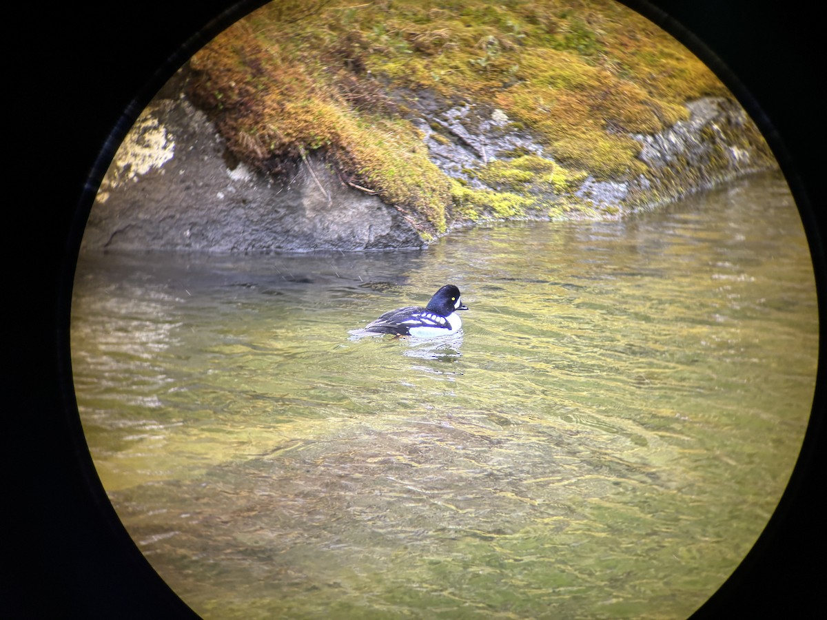Barrow's Goldeneye - ML637549065